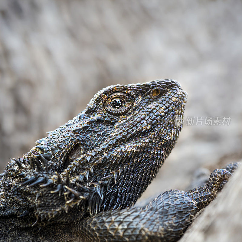 东须龙(Pogona barbata)